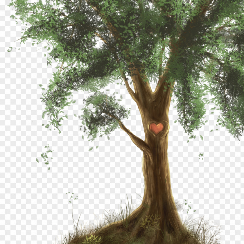 Fir-tree Tree Plant Branch PNG