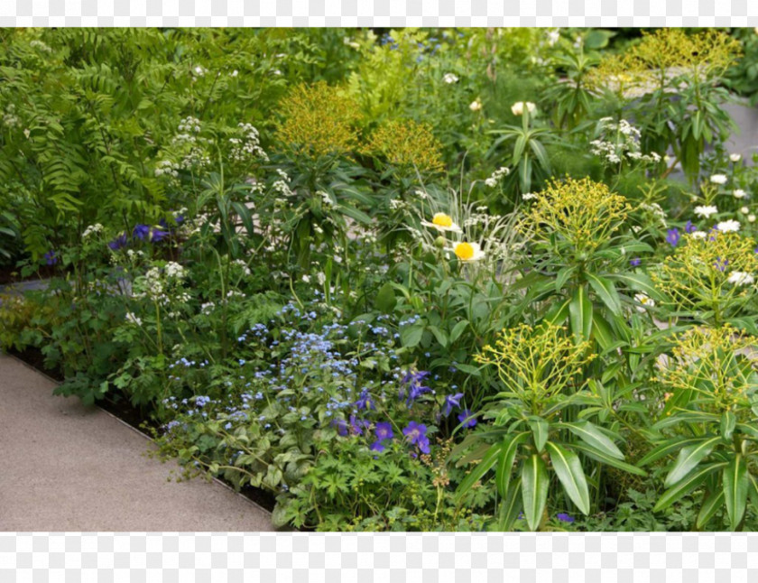 Garden Groundcover Lawn Wildflower Herb PNG