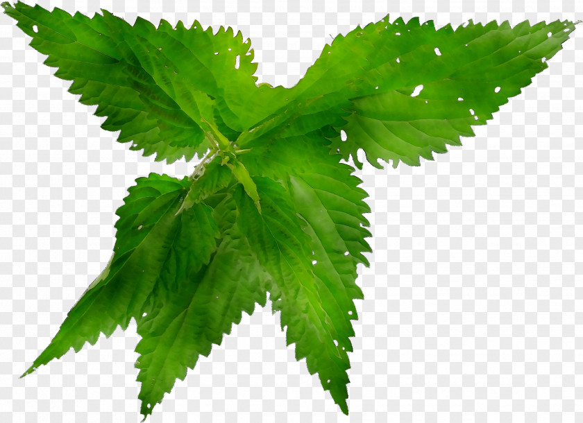 Nettles Hemp Herbalism Leaf PNG