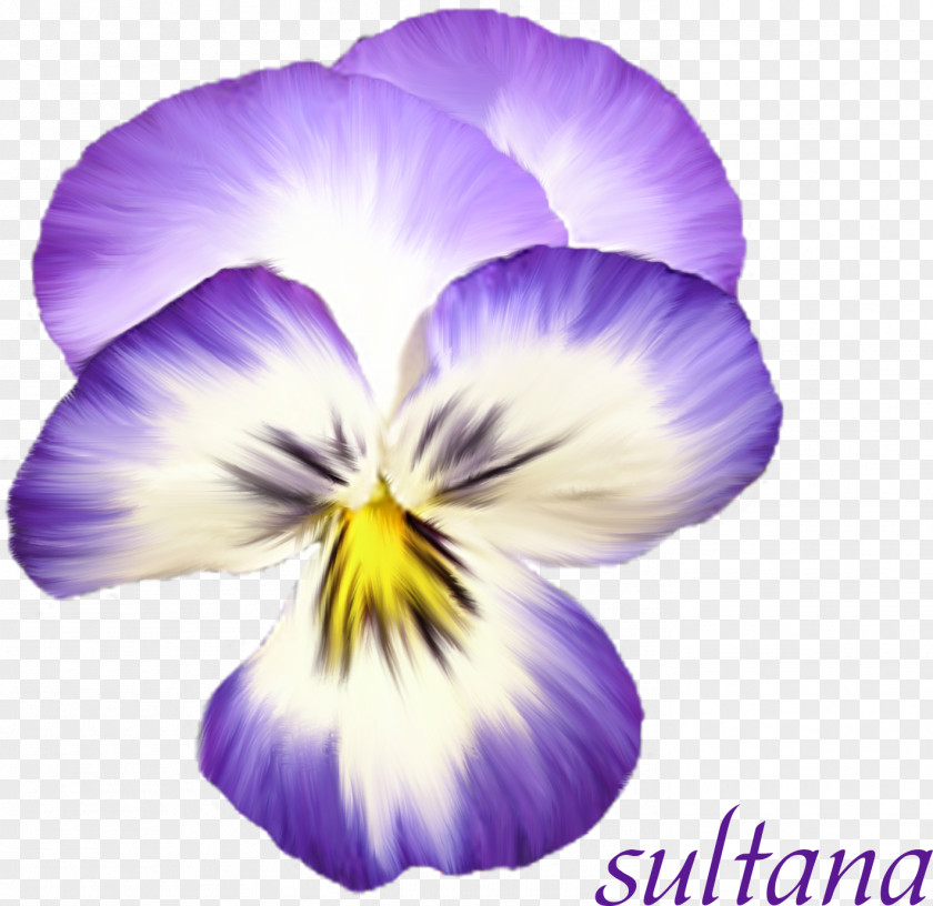 Violet Pansy Flower Bouquet PNG