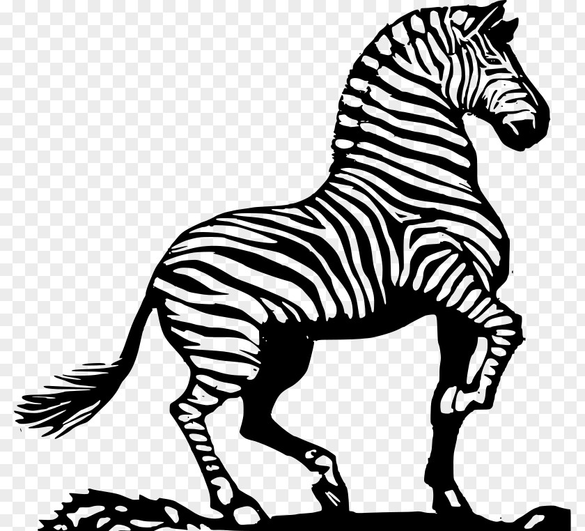 Zebra Zorse Horse Clip Art PNG