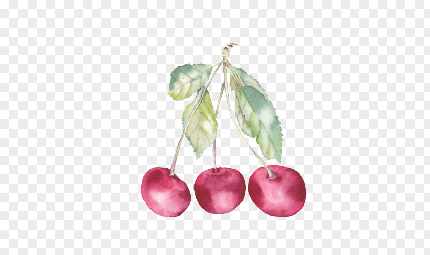 Cherry Watercolor Painting Auglis Illustration PNG