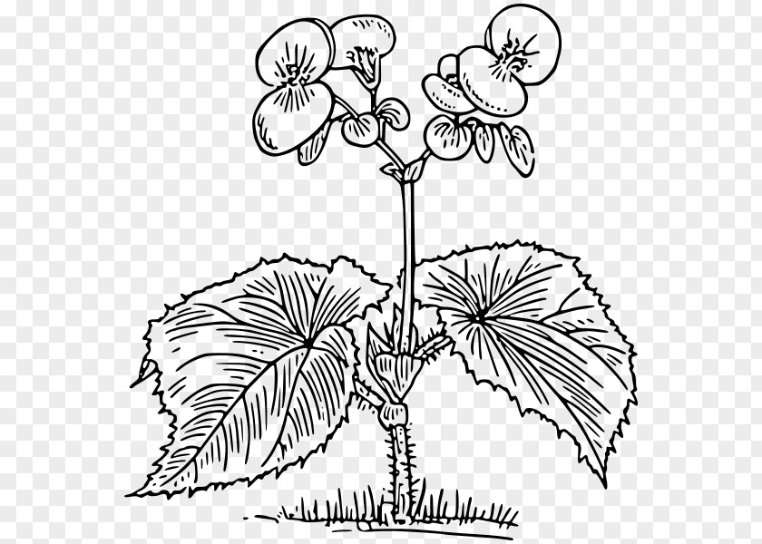 Flower Lineart Growing Begonias Coloring Book Tuberous Elatior Begonia PNG