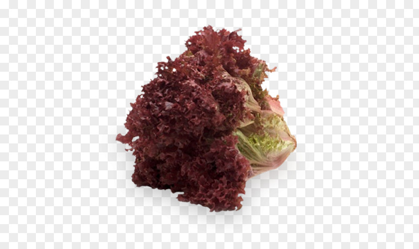 Salad Belgorodsortsemovoshch Red Leaf Lettuce Vegetable PNG