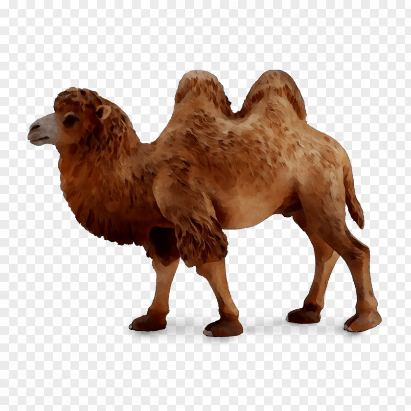 Dromedary Moscow CollectA Bactrian Camel Babadu PNG
