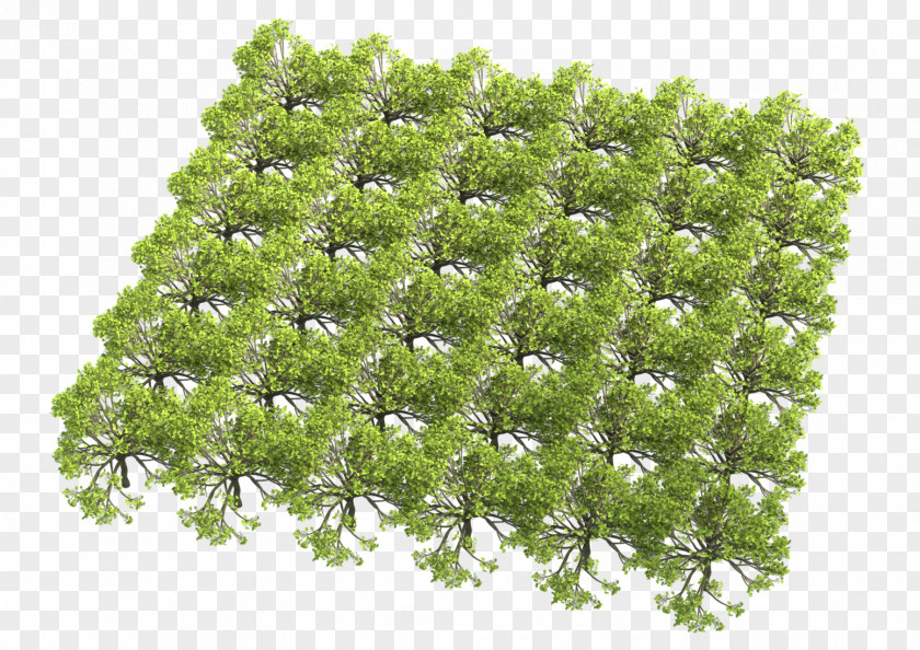 Fig Seeds Tree Texture Mapping Color Shrub Geometry Instancing PNG