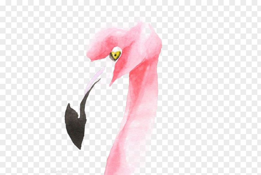Flamingos Flamingo Drawing Watercolor Painting Illustration PNG