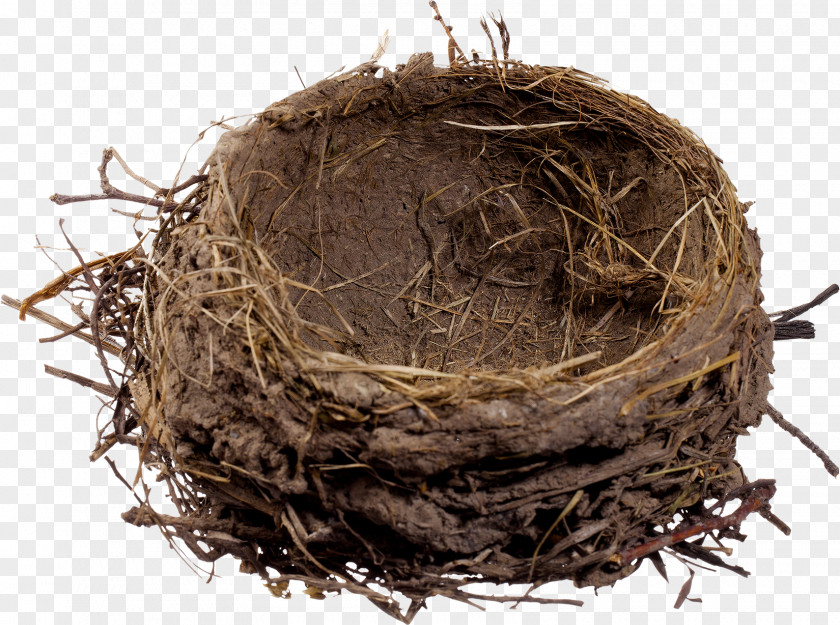 Nest Edible Birds Egg PNG