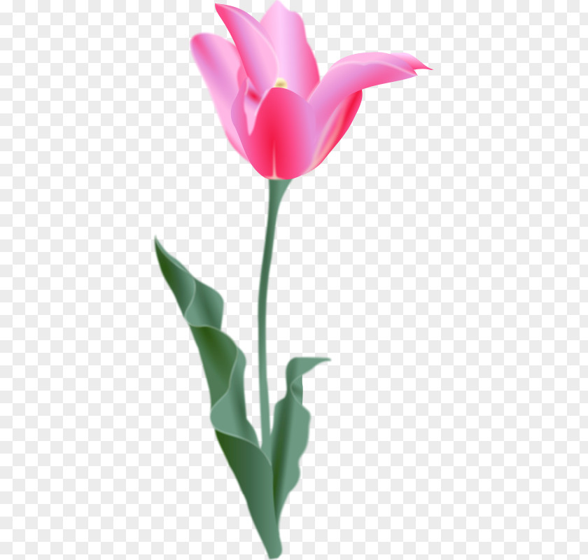 Tulips Vector Tulip Download Clip Art PNG