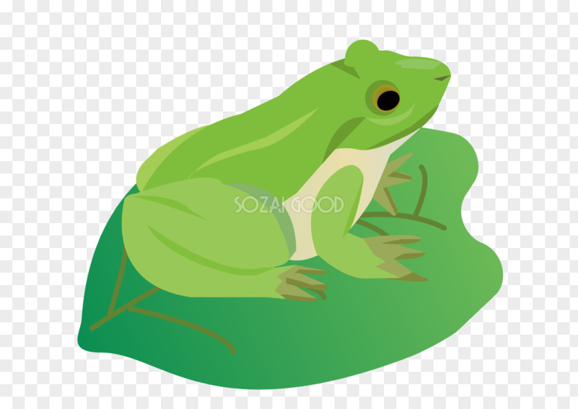 Ai.zip True Frog Toad Tree Leaf PNG