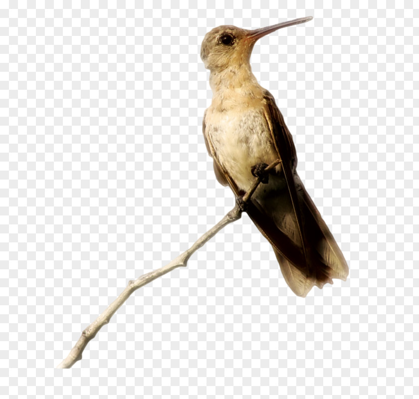 Bird Hummingbird M Centerblog Art Feather PNG