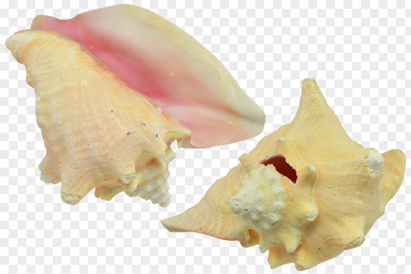 Conch Seashell Shankha Oyster Mussel PNG