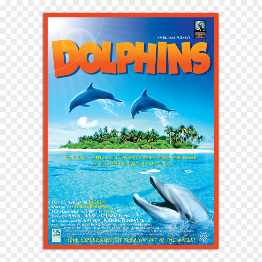 Dolphin Common Bottlenose La Plata IMAX DVD PNG