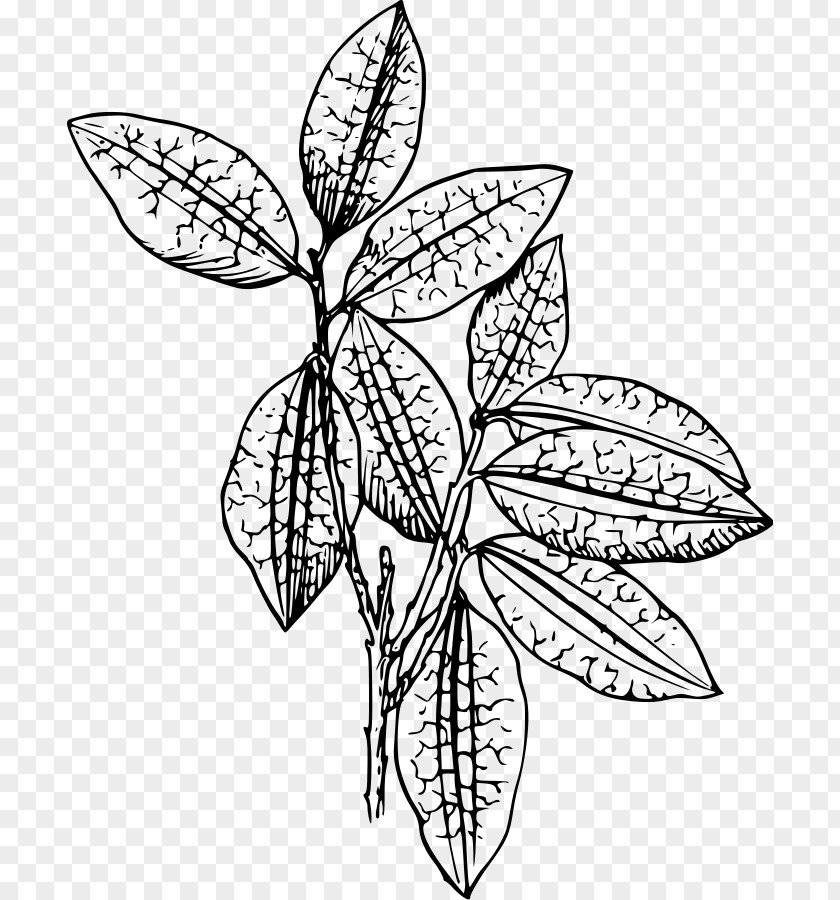 Plant Drawing Clip Art PNG