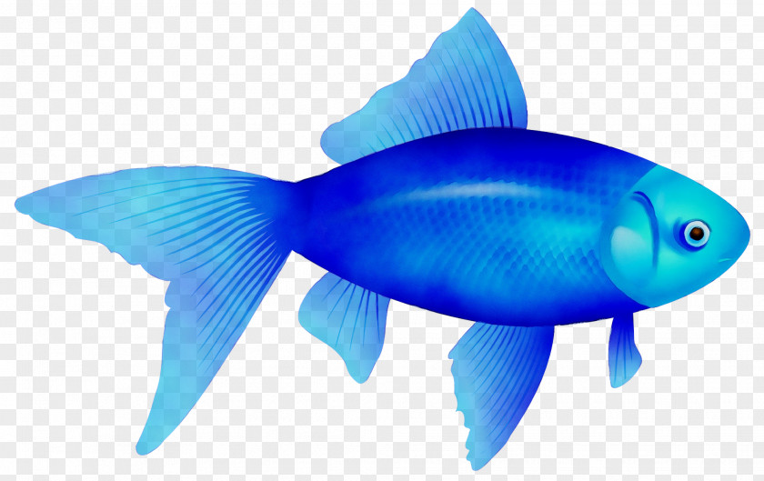 Clip Art Transparency Image Fish PNG