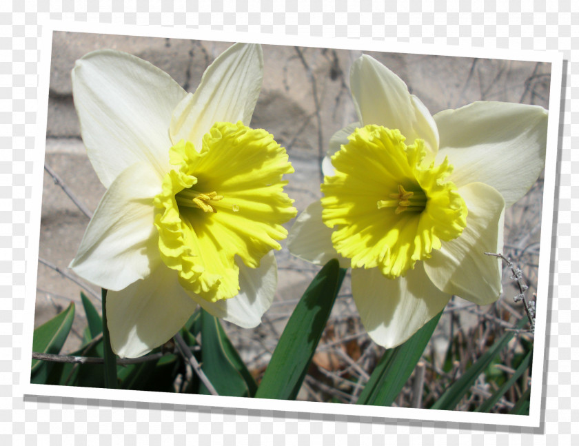 Early Spring Flowering Plant Narcissus Petal PNG