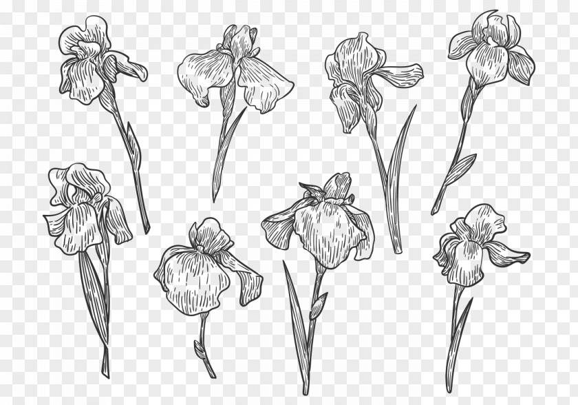 Flower Drawing Line Art Sketch PNG