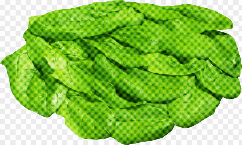 Green Leaf Vegetable Spinach PNG