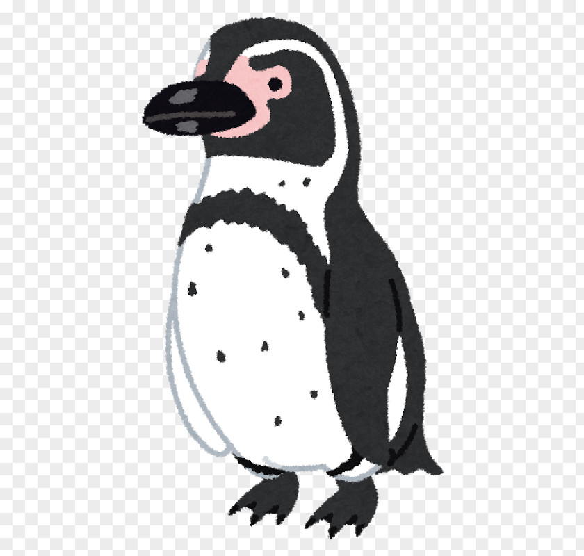 Penguin Magellanic African Humboldt Southern Rockhopper PNG