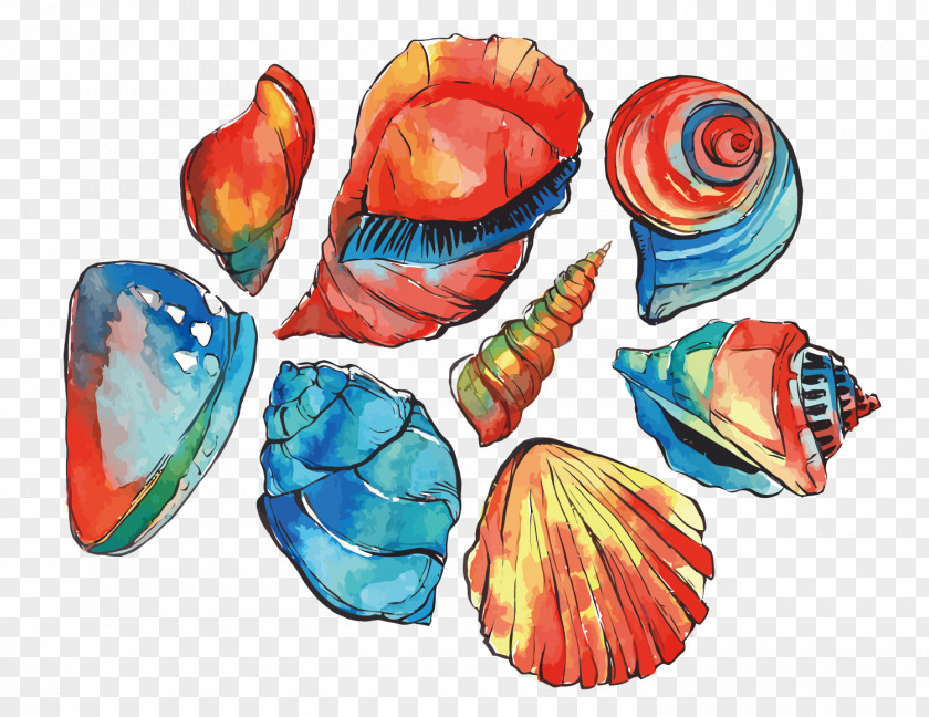 Vector Shells Watercolor Painting Illustration PNG