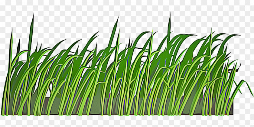 Flowering Plant Chives Grass Green Family Lawn PNG