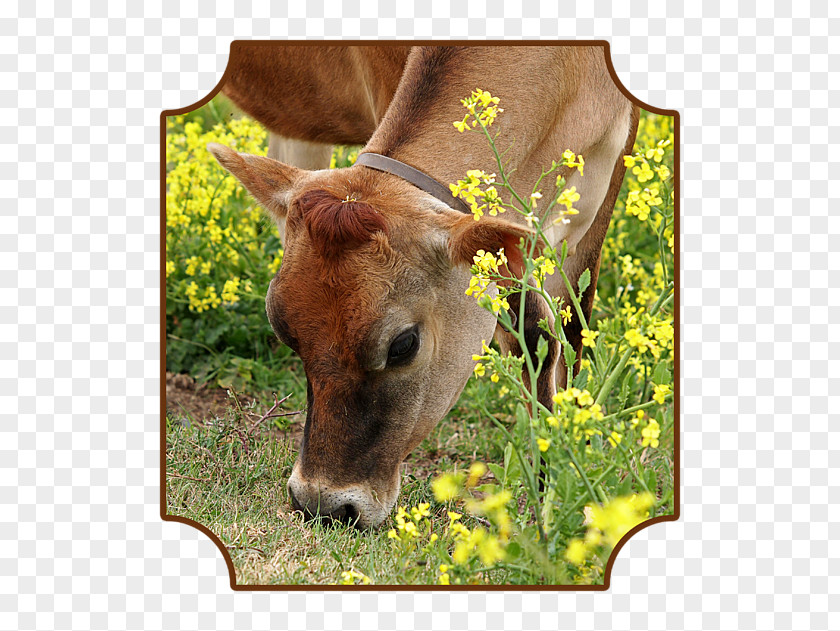 Jersey Cattle Calf Charolais Grazing Art PNG