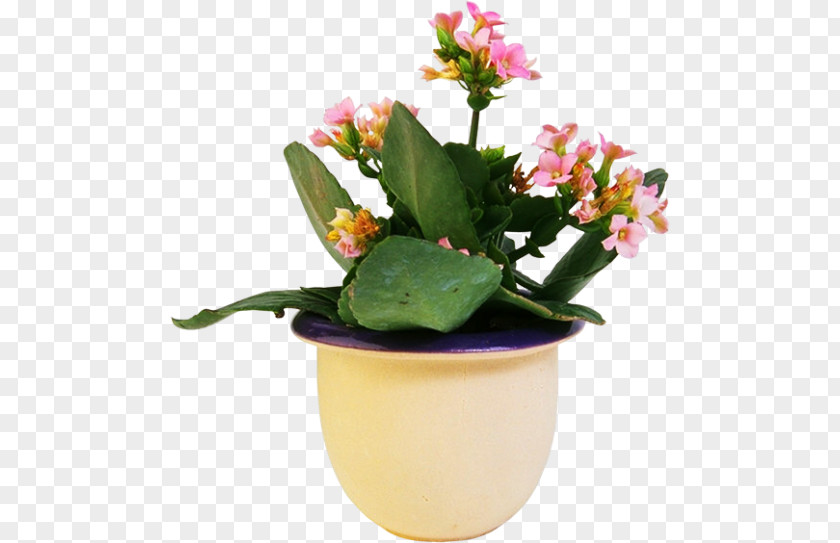 Plant Houseplant Flowerpot Ornamental PNG