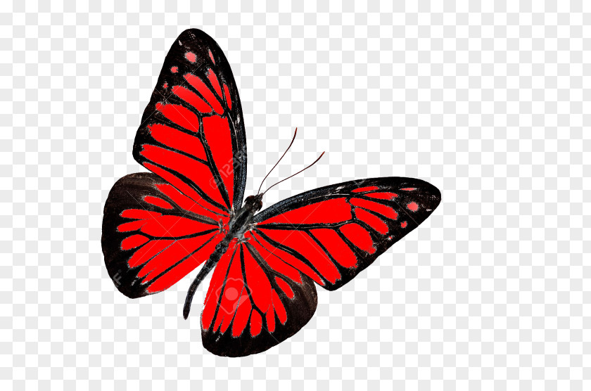 Red Butterfly Monarch Insect Nymphalidae PNG