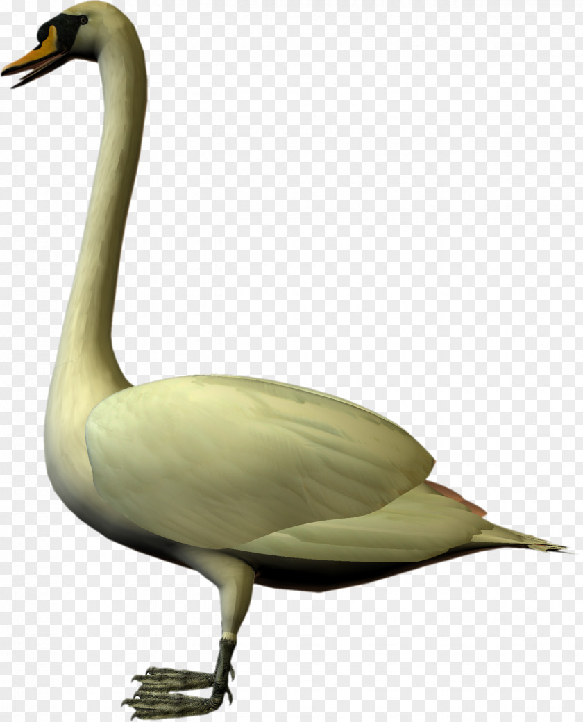 Swan Cygnini Goose Duck Water Bird PNG