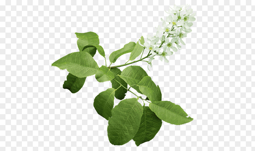 Tree Prunus Padus Branch Subg. Twig PNG