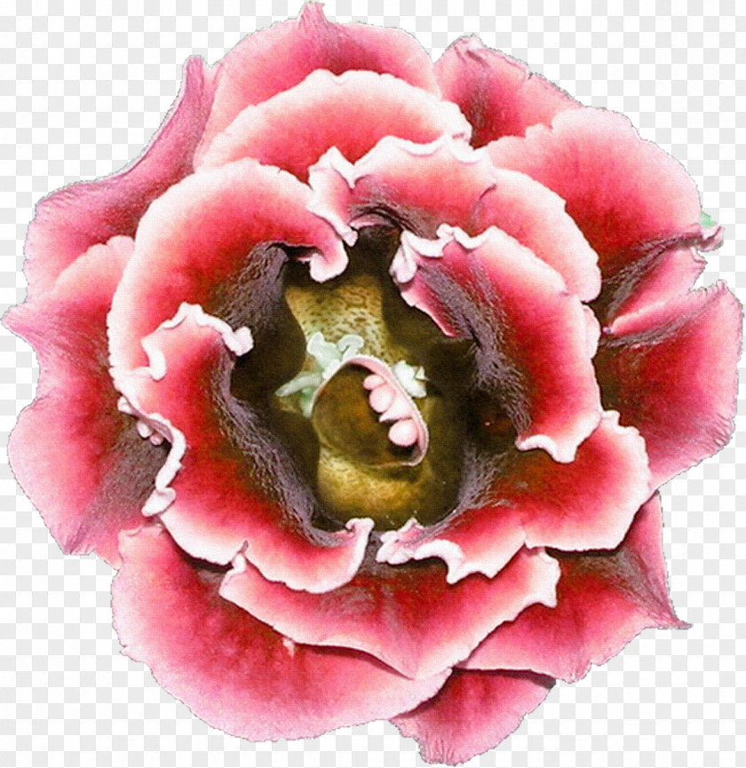 Violet Hue Flower Centifolia Roses Photography Clip Art PNG
