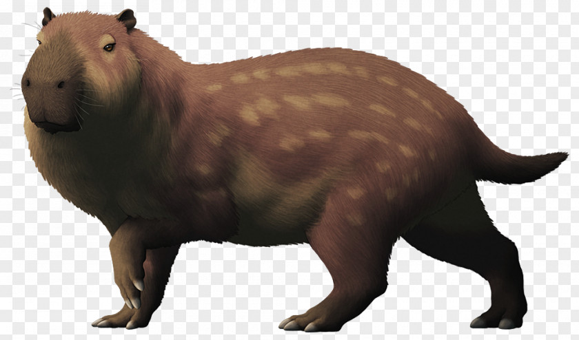 Beaver Pliocene Rodent Josephoartigasia Monesi Capybara PNG