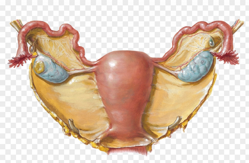 Erect Broad Ligament Of The Uterus Fallopian Tube Round PNG