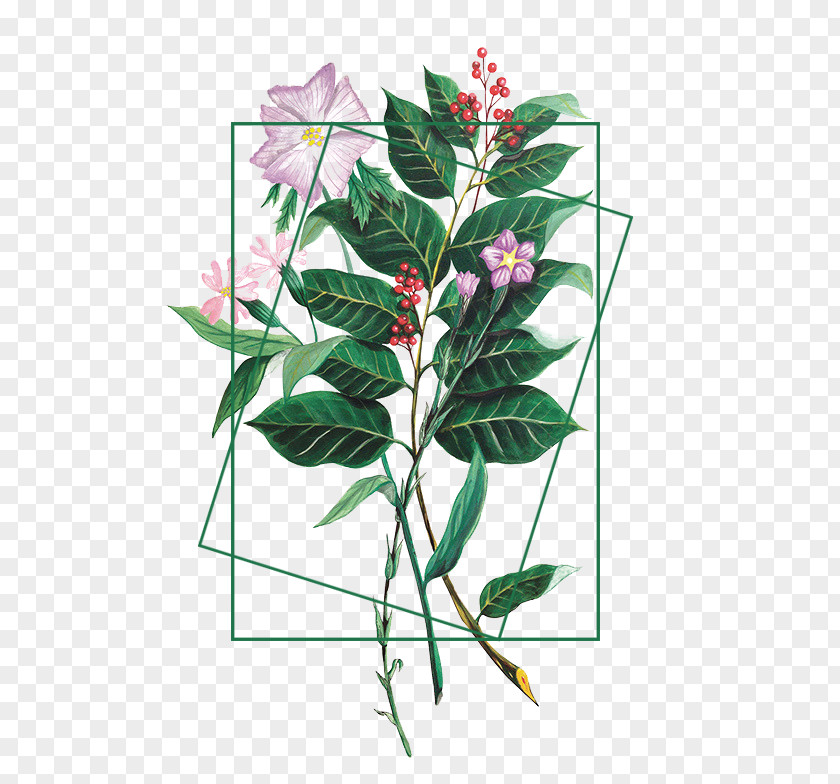 Fashion Bouquet Flower Plant Illustration PNG