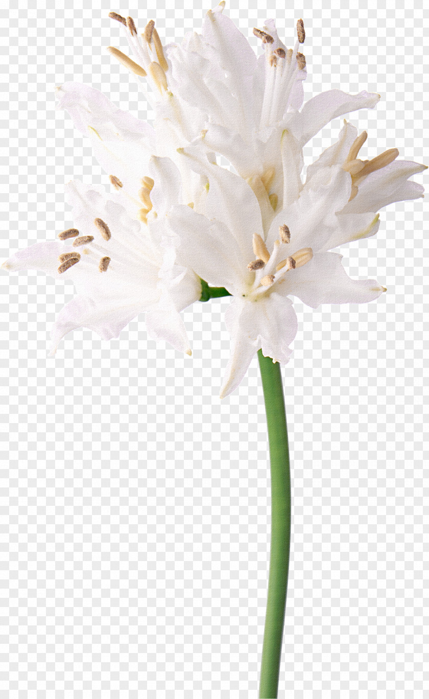 Image Bouquet Of Flowers Floral Design White Flower Nerine Photography PNG