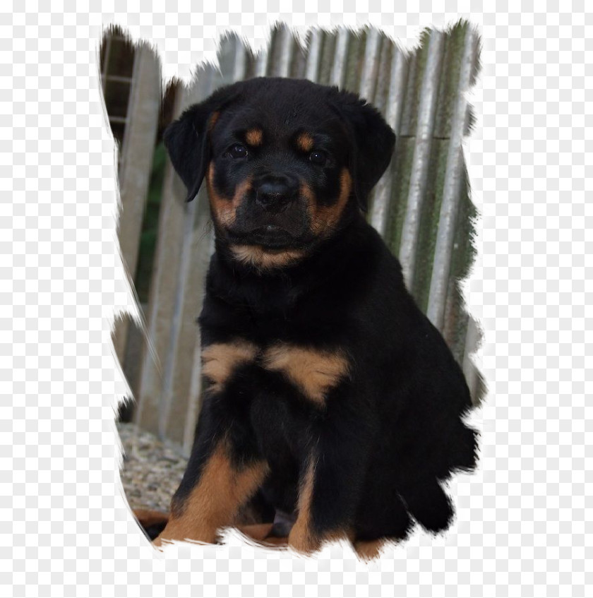 Puppy Rottweiler Dog Breed Companion Snout PNG