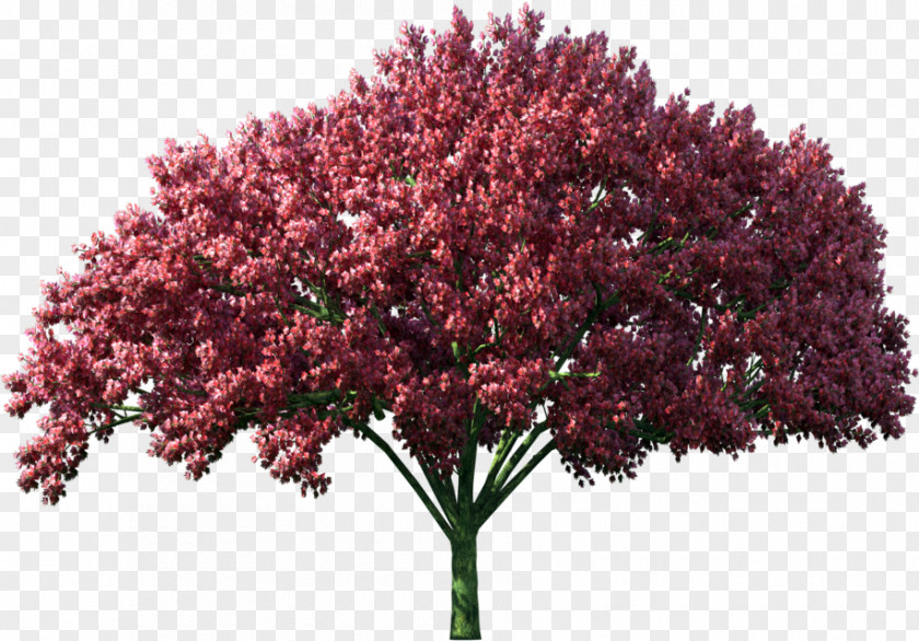 Tree GIF Computer File Digital Image PNG