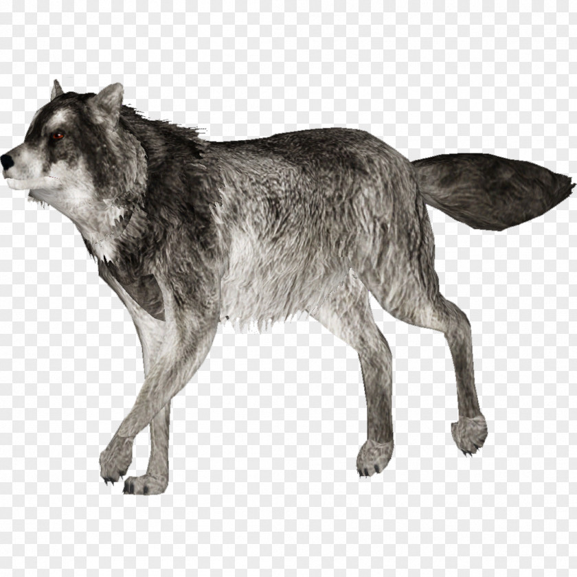 Wolf Dog Canidae Arctic PNG