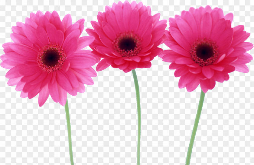 Desktop Wallpaper Flower Child PNG