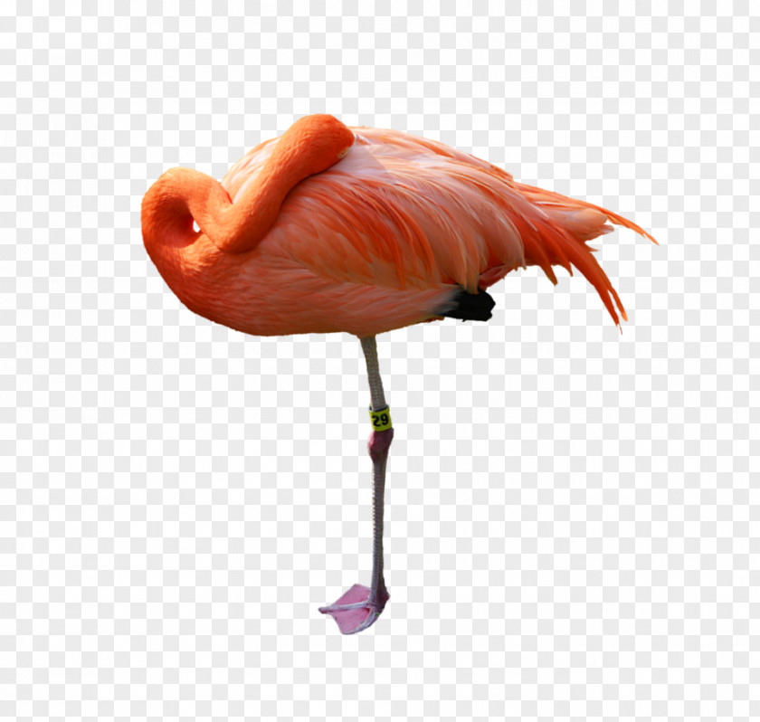 Flamingo Stock Photography PNG