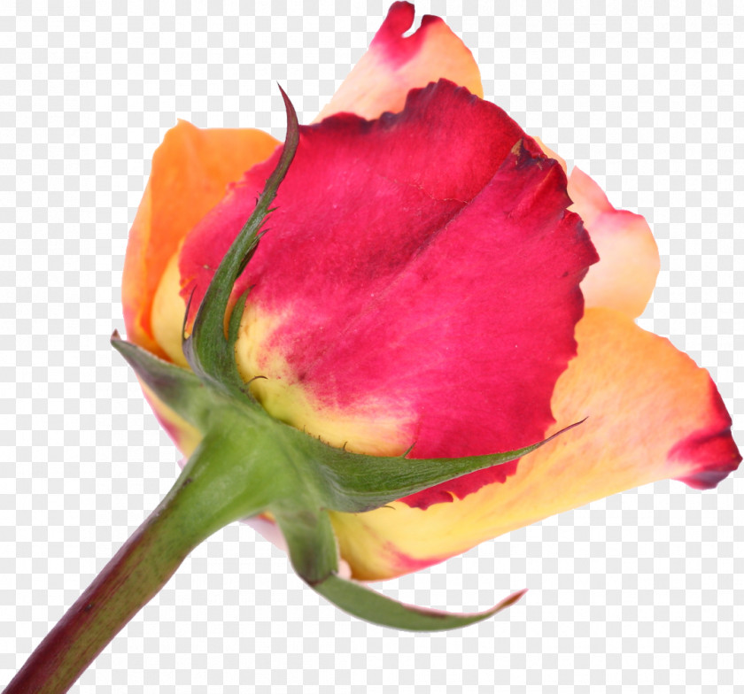 Rose Cut Flowers Garden Roses Tulip PNG