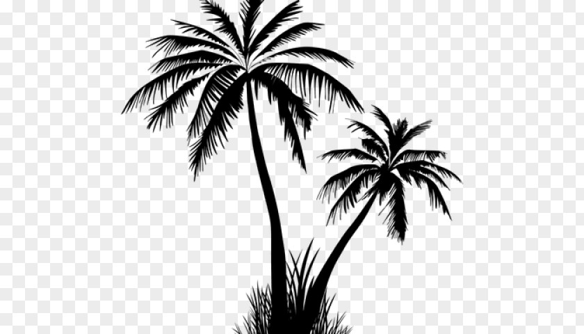 Sabal Palmetto Desert Palm Tree Silhouette PNG