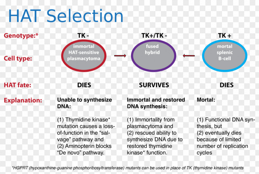 模特 Thymidine Kinase HAT Medium Hybridoma Technology Cell Culture PNG