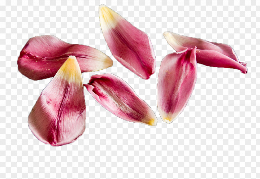 Tulip Flower Petal Clip Art PNG