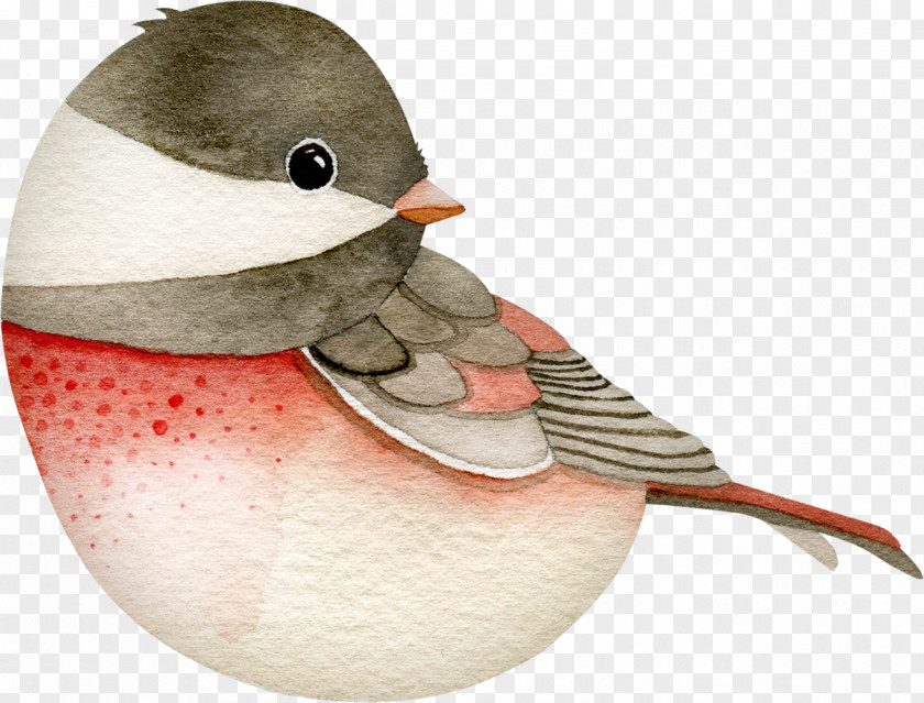 Bird Illustration Image Clip Art PNG