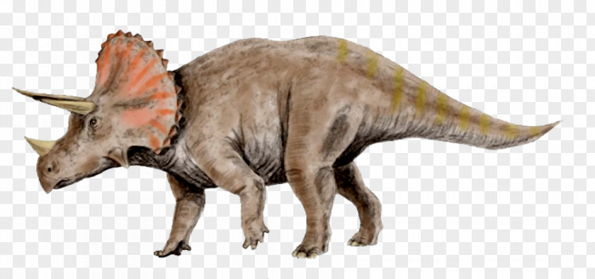 Dinosaur Triceratops Tyrannosaurus Pachyrhinosaurus Utahceratops Torosaurus PNG