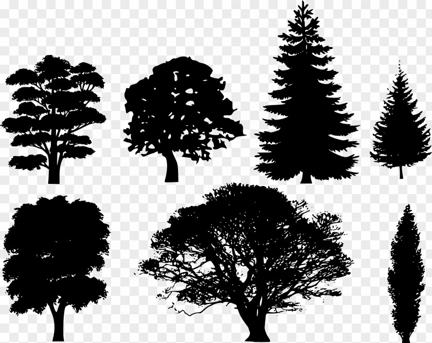 Forest Drawing Tree Silhouette Evergreen PNG