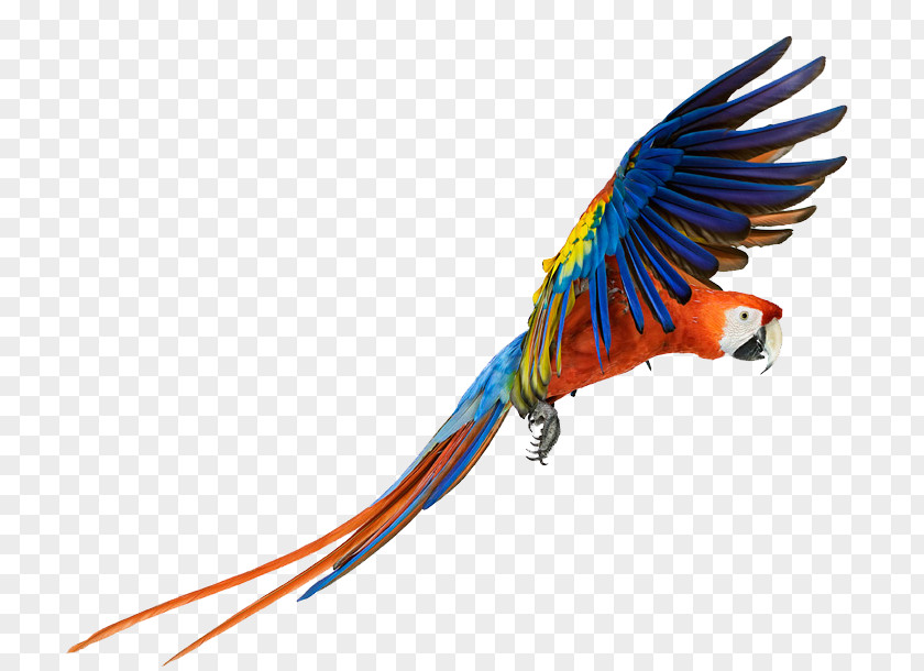 Macaw Pic Bird PNG