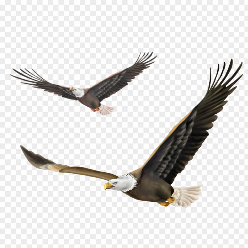 Eagle Flying Bald Bird Wallpaper PNG