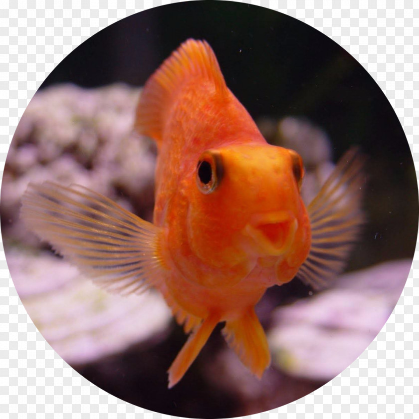 Fish Goldfish Cypriniformes Aquarium Ornamental PNG